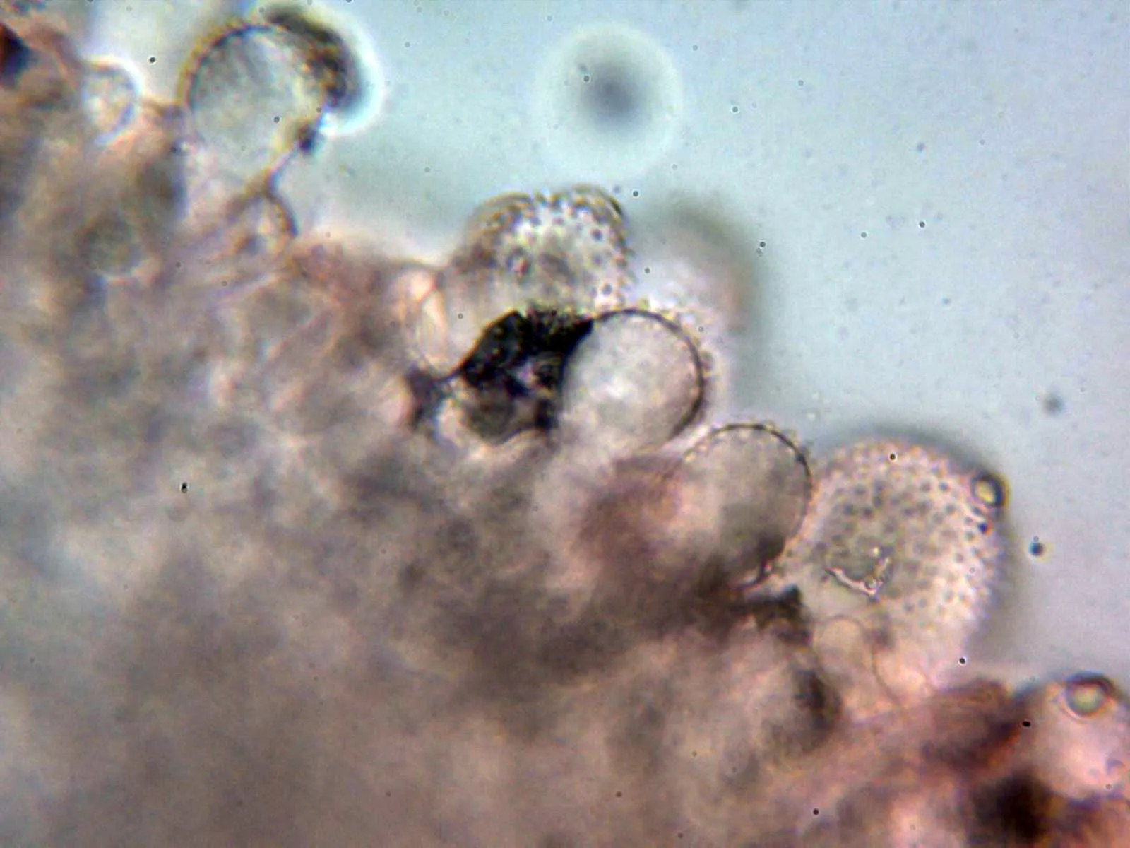 Microscopía de Mycena arcangeliana - 10 - Queilocistidios 1